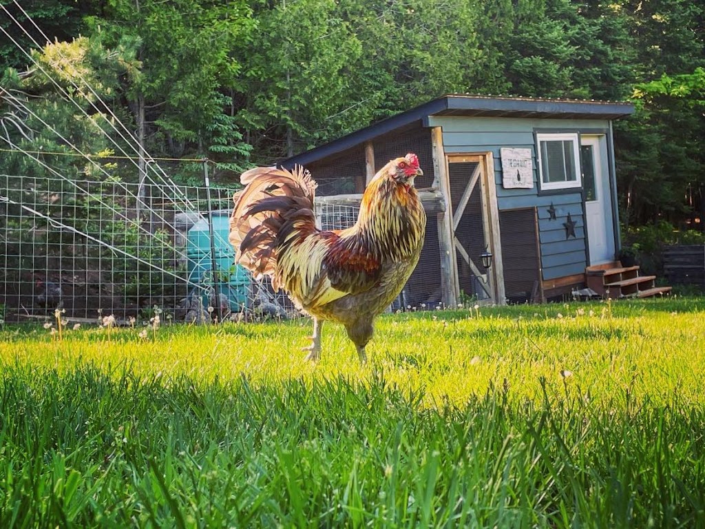 Cedar Grove Farms | 1917 Blairhampton Rd., Minden, ON K0M 2K0, Canada | Phone: (705) 854-0959