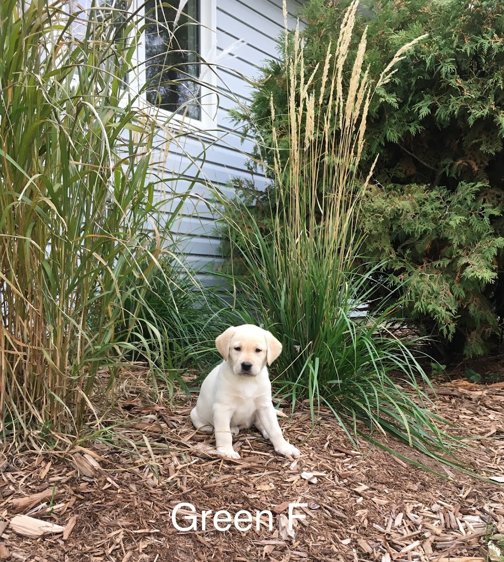 North Pine Labradors | Morris, MB R0G 1K0, Canada | Phone: (204) 746-8912