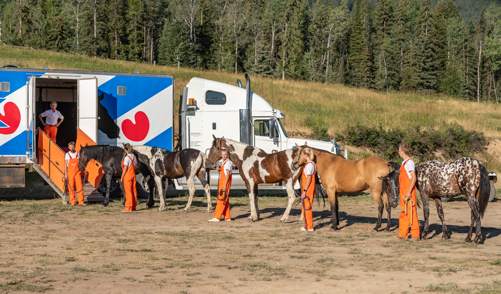 Horse Taxi | 3054 Houlgrave Rd, Invermere, BC V0A 1K5, Canada | Phone: (250) 342-1270