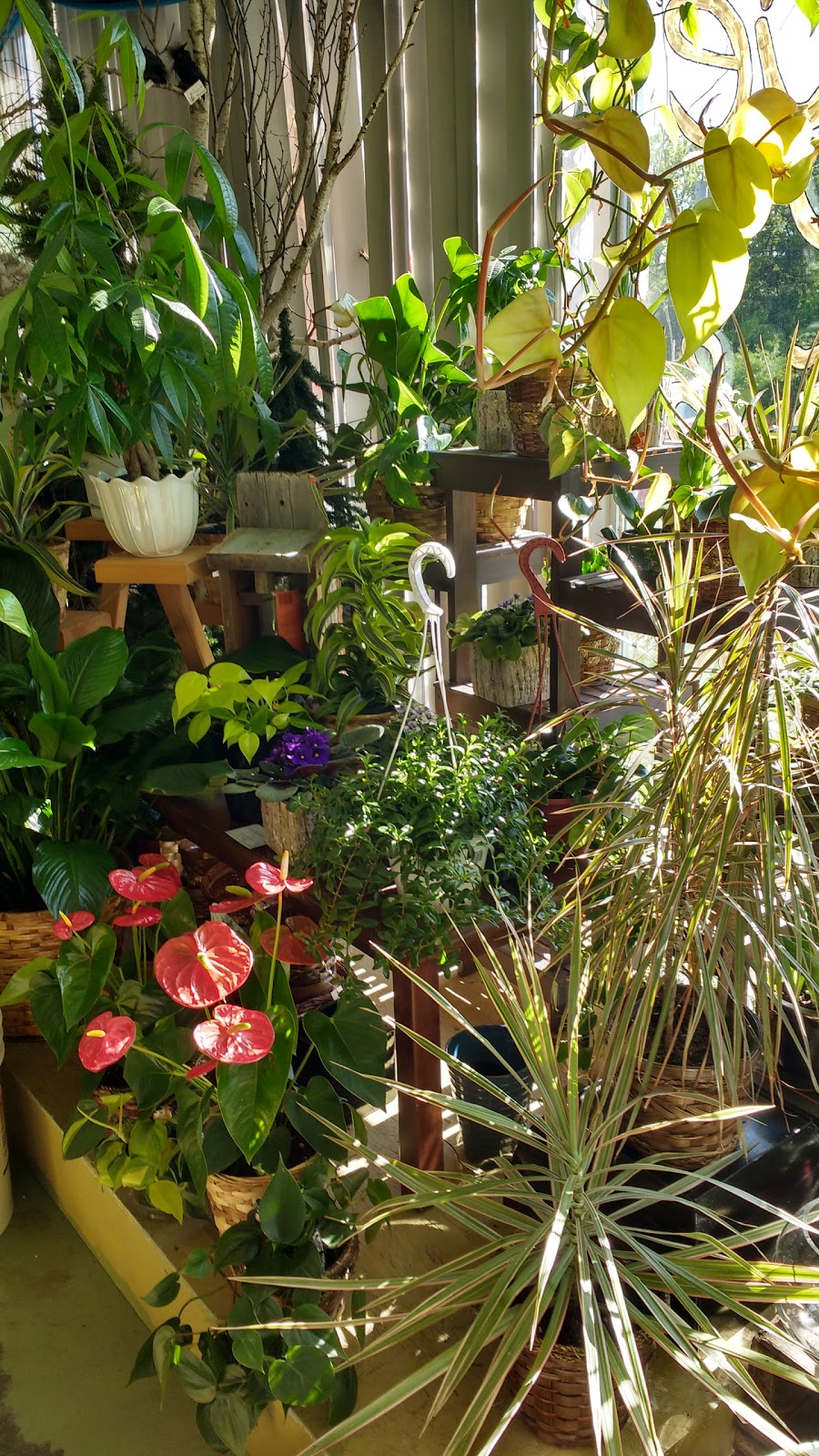 Boutique Florélys | 5549 Chemin de lAéroport, Valcourt, QC J0E 2L0, Canada | Phone: (579) 488-3597