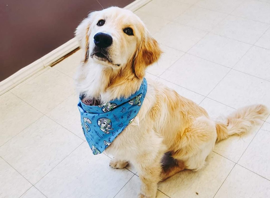 K9 Headquarters - Pembroke | 480 Boundary Rd E, Pembroke, ON K8A 6L3, Canada | Phone: (613) 735-0404