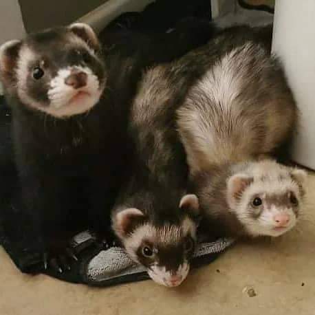 Buy your ferrets | 136140, Concession Rd 8, Desboro, ON N0H 1K0, Canada | Phone: (775) 403-1017
