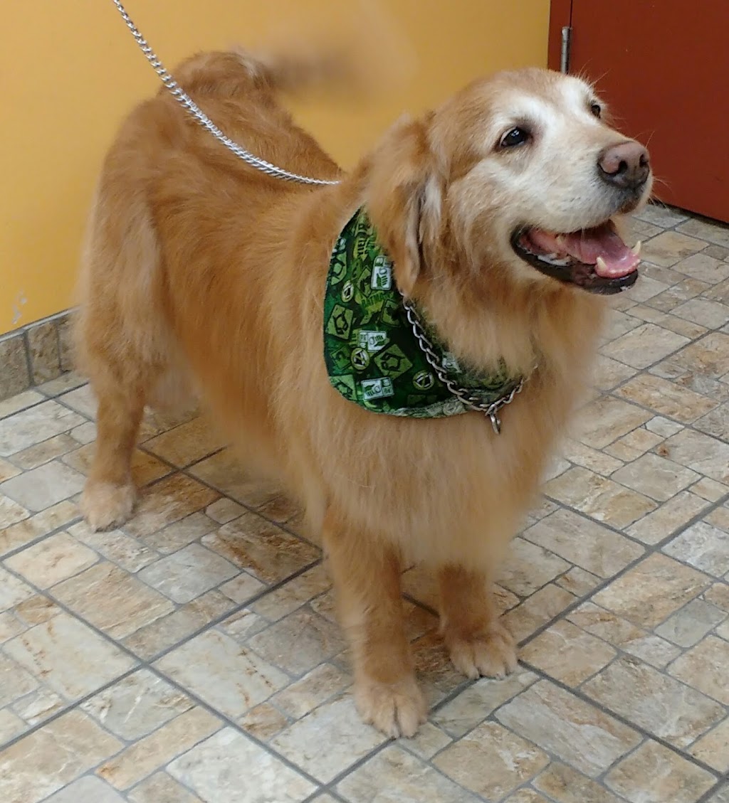 Boutique Golden Paws | 4830 Rue René-Émard, Pierrefonds, QC H9A 2Y1, Canada | Phone: (514) 620-1158