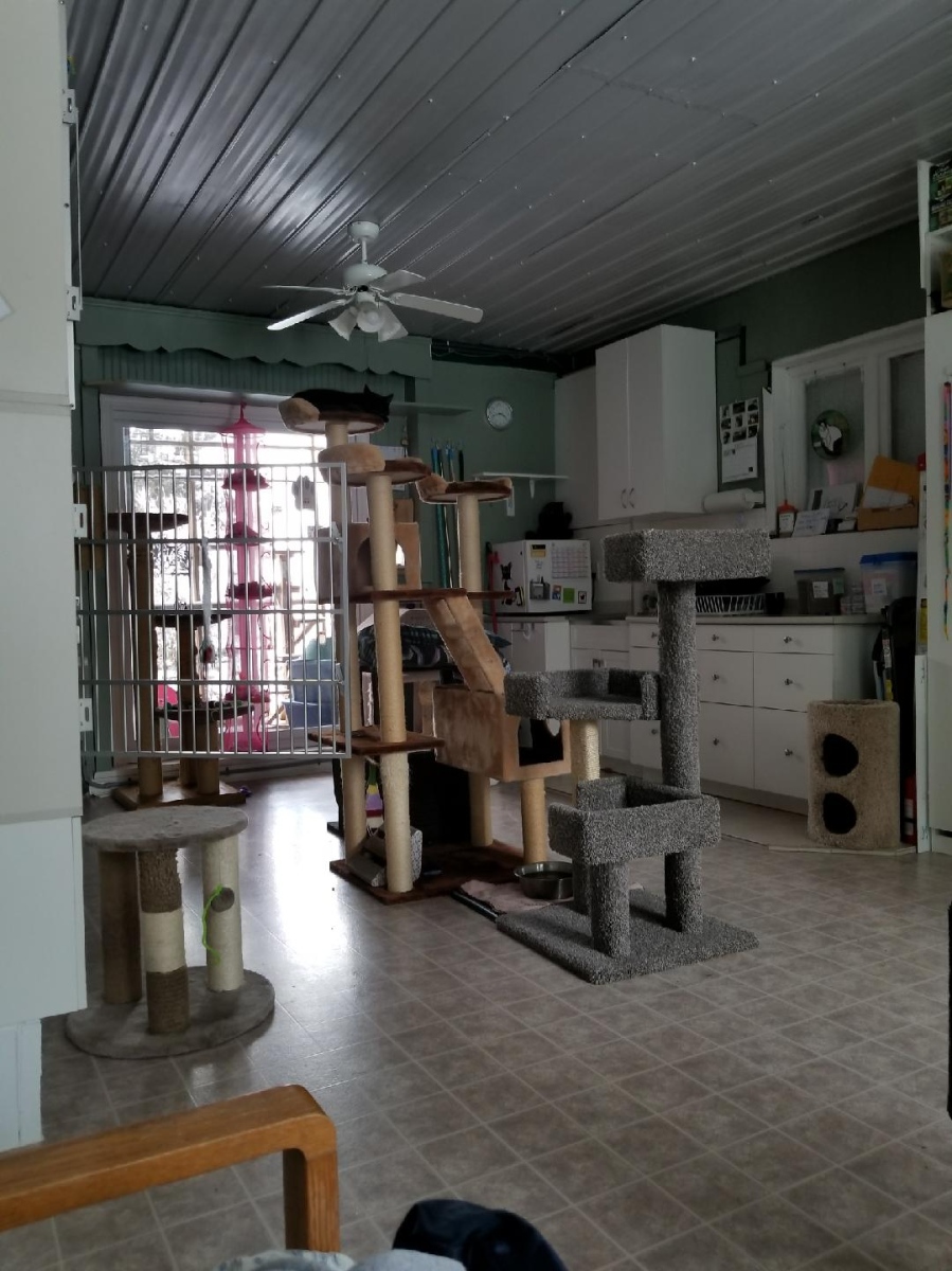 Cats Anonymous Rescue & Adoption | 063055, Dufferin County Rd 3, East Garafraxa, ON L9W 7J1, Canada | Phone: (519) 855-6850
