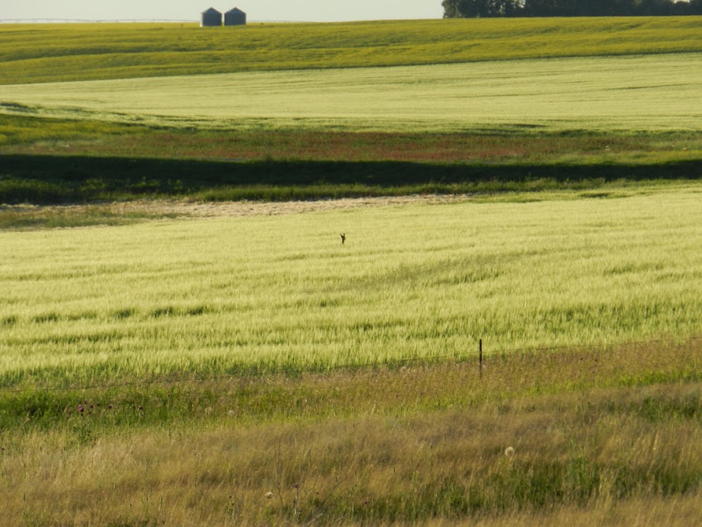 Craik & District Regional Park | 2 km north of Craik, SK, Craik, SK S0G 0V0, Canada | Phone: (306) 734-5102