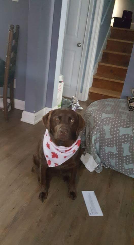Kato Animal Hospital | 2830 Danforth Ave, Toronto, ON M4C 1M1, Canada | Phone: (416) 690-2112