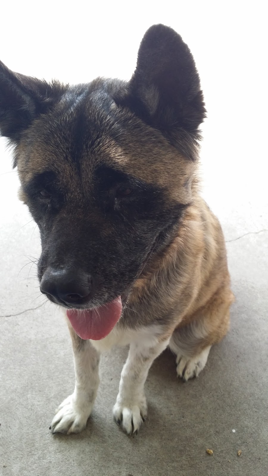 Windsor/Essex County Humane Society | 1375 Provincial Rd, Windsor, ON N8W 5V8, Canada | Phone: (519) 966-5751