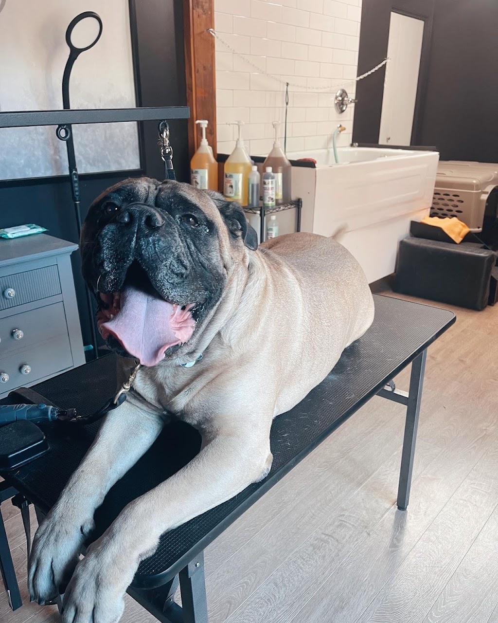 Silk & Bone Dog Grooming | 8010 Coleman St, Mission, BC V2V 6R5, Canada | Phone: (604) 908-9395