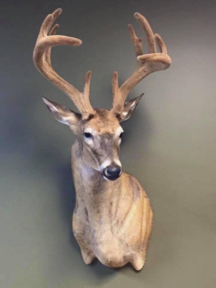 Wild North Taxidermy | 14 Rosa St, Lorette, MB R5K 1E2, Canada | Phone: (204) 226-8718