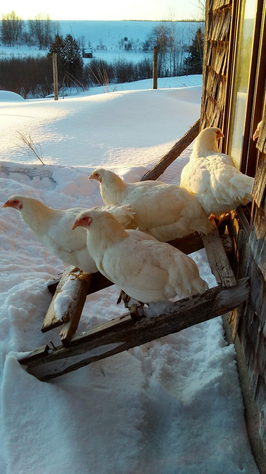 Ferme Noëka | 628 Chemin du, 5e Rang, Le Val-Saint-François, QC J0A 1A0, Canada | Phone: (819) 845-4873