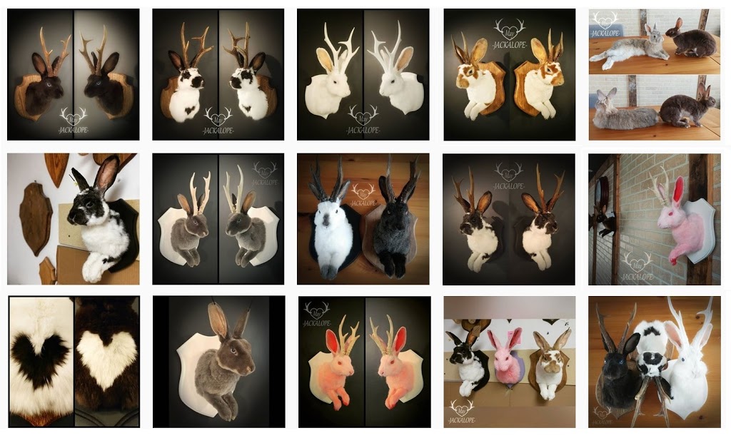 May Jackalope, Taxidermie danimaux domestiques | 120 Chemin de Sainte-Béatrix, Sainte-Béatrix, QC J0K 1Y0, Canada | Phone: (450) 916-3253