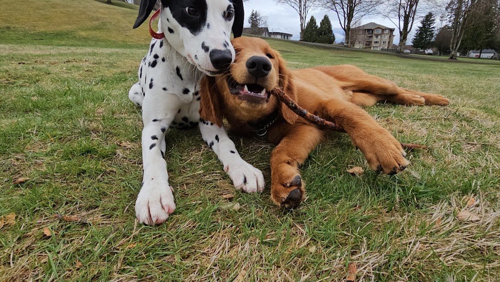 Alpha Dog Training | 33206 14 Ave, Mission, BC V2V 2P6, Canada | Phone: (416) 875-9453