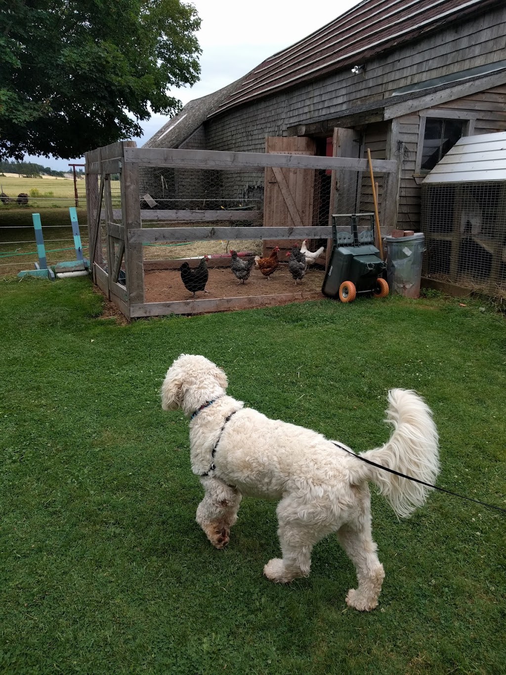 Bugaboo Cottages | 1880 PE-1A, Central Bedeque, PE C0B 1G0, Canada | Phone: (902) 887-2684