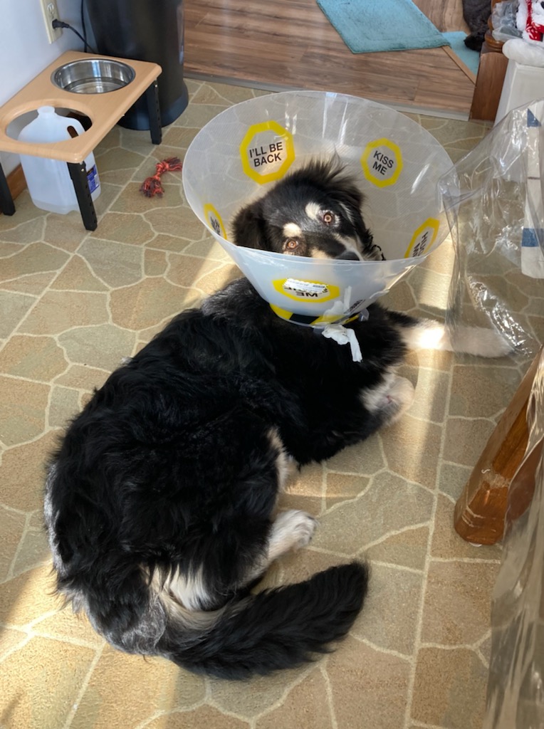 Arborg Veterinary Hospital | Highway 7 &, MB-68, Arborg, MB R0C 0A0, Canada | Phone: (204) 376-2797