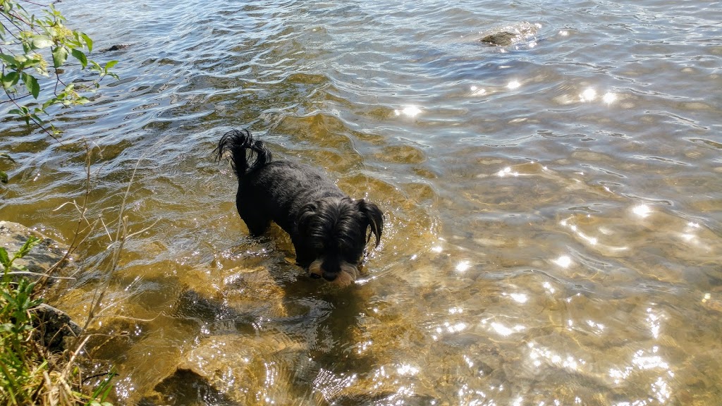 Dog Park beach | 4850-4900 Lakeside Rd, Penticton, BC V2A 8W6, Canada