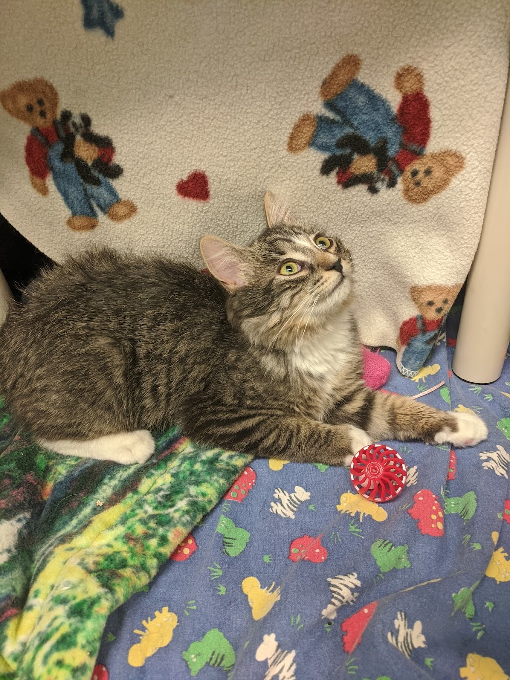 Kingston Humane Society | 1 Binnington Ct, Kingston, ON K7M 8M9, Canada | Phone: (613) 546-1291