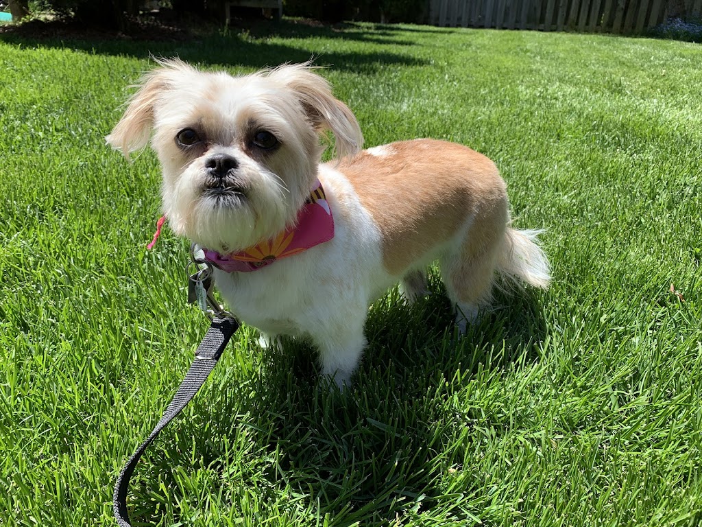 My Fabulous Dog: Dog Groomer | 902 Adirondack Rd, London, ON N6K 4W7, Canada | Phone: (519) 619-8000