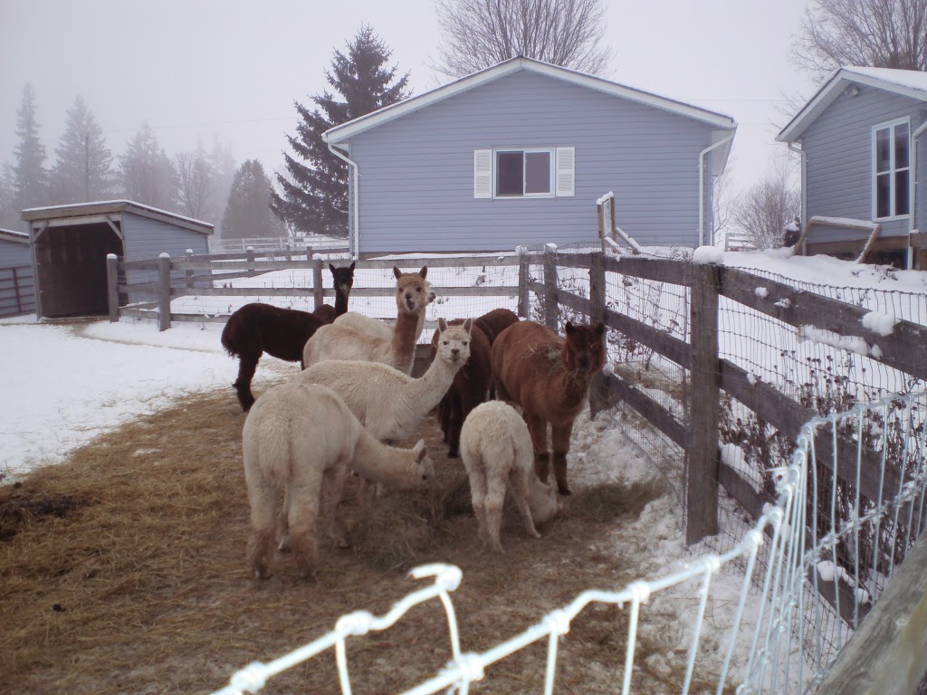 Lady Slipper Alpaca Fibre Creations | 011405 E-W Garafraxa Tnln, RR 4, Belwood, ON N0B 1J0, Canada | Phone: (519) 843-1663