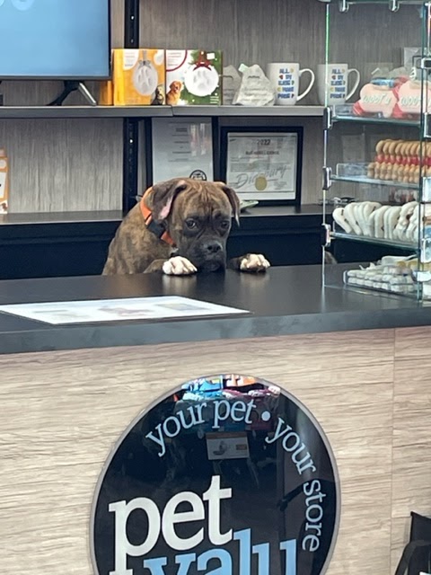 Pet Valu | 900 Shantz Drive, Didsbury, AB T0M 0W0, Canada | Phone: (403) 559-3031