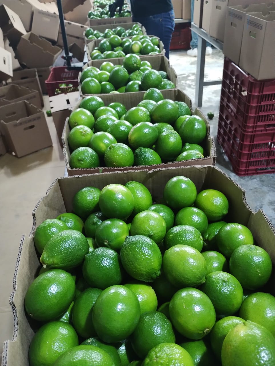 OHMEX PRODUCE | N/A, Vaughan, ON L4K 5H1, Canada | Phone: (647) 765-9477