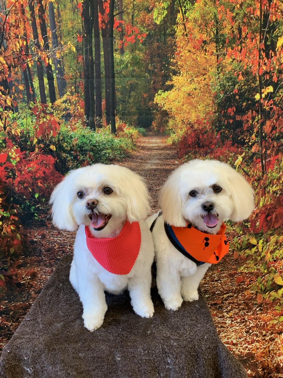 Beast To Beauty Pet Styling | 69 McLeod Dr, Aurora, ON L4G 5C1, Canada | Phone: (905) 713-0330