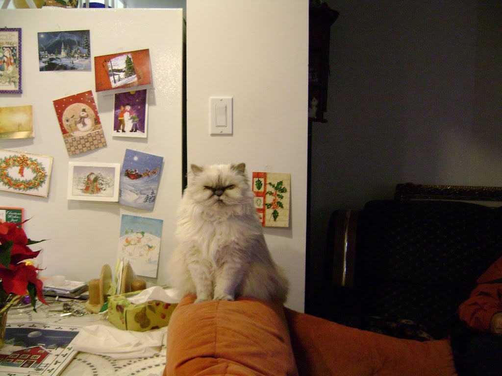 Bayview Hill Animal Hospital | 9912 Bayview Ave, Richmond Hill, ON L4C 2L3, Canada | Phone: (905) 508-1991
