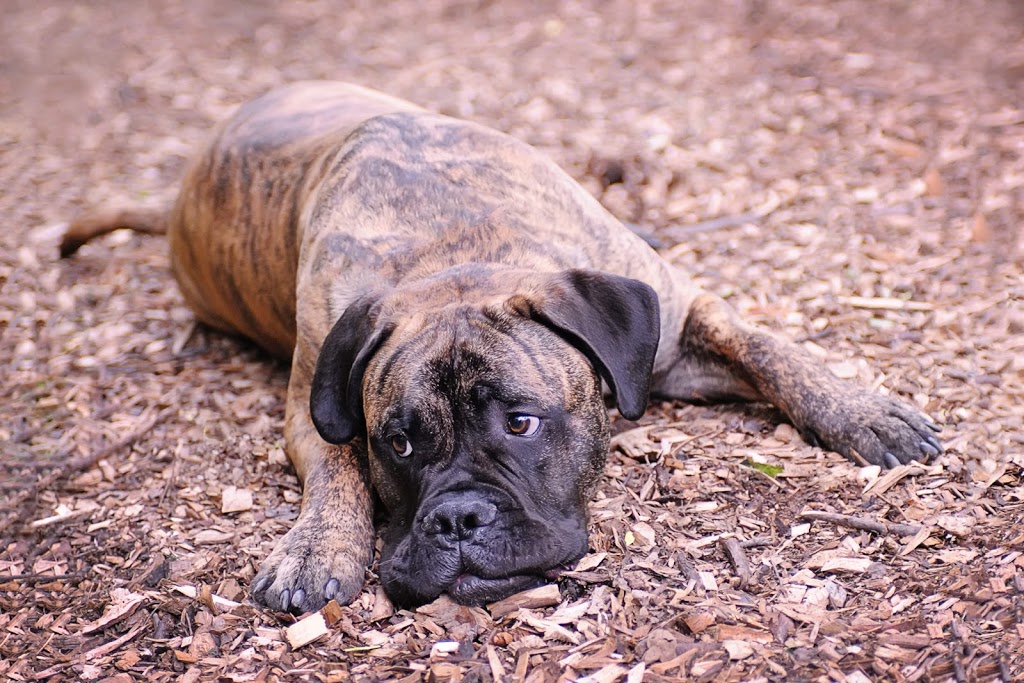 Pupcake Photography | 241 Willowridge Ct, Oakville, ON L6L 5J1, Canada | Phone: (905) 330-5393