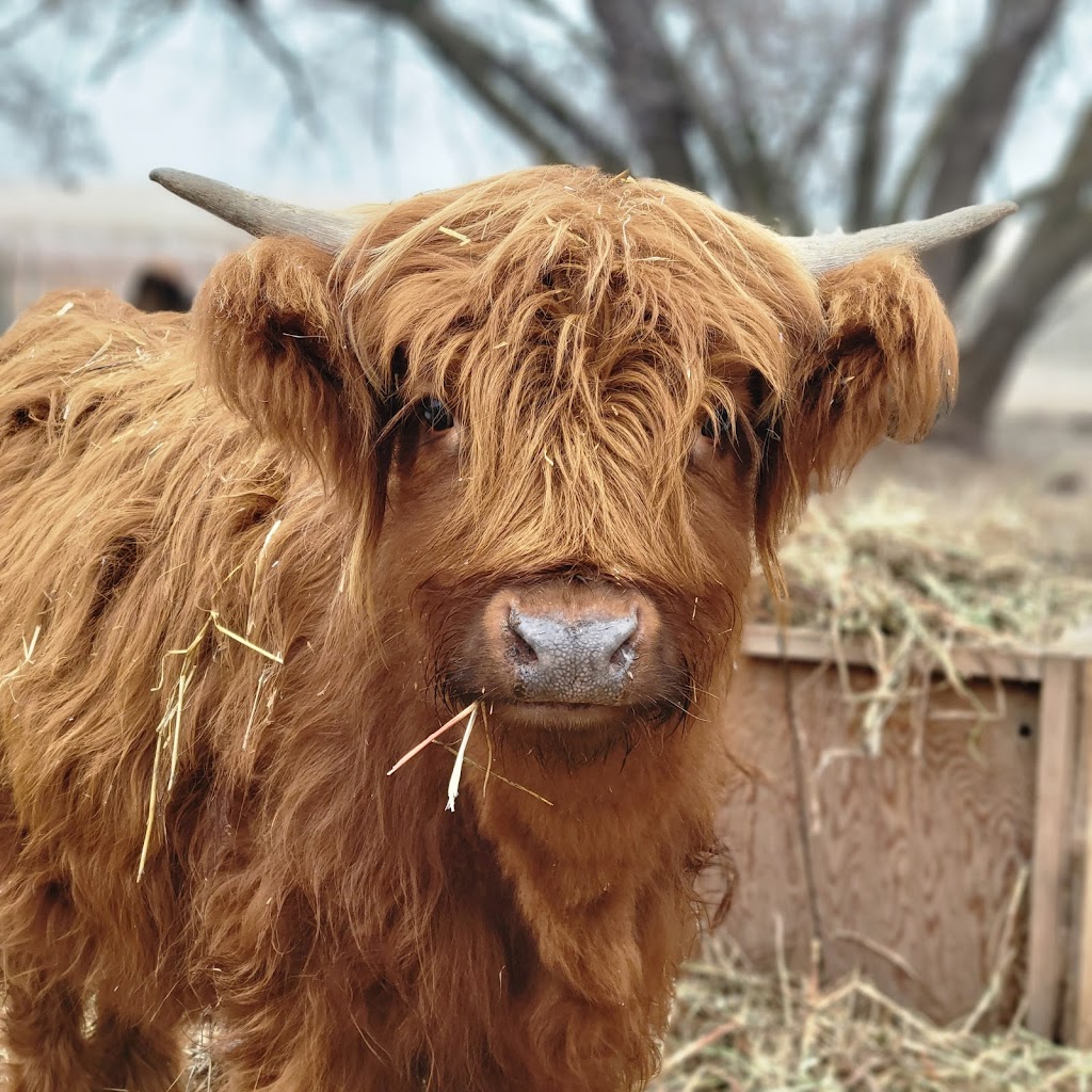 Hogs and Horns Homestead | Range Rd 133, Minburn County No. 27, AB T0B 2S0, Canada | Phone: (403) 796-7407