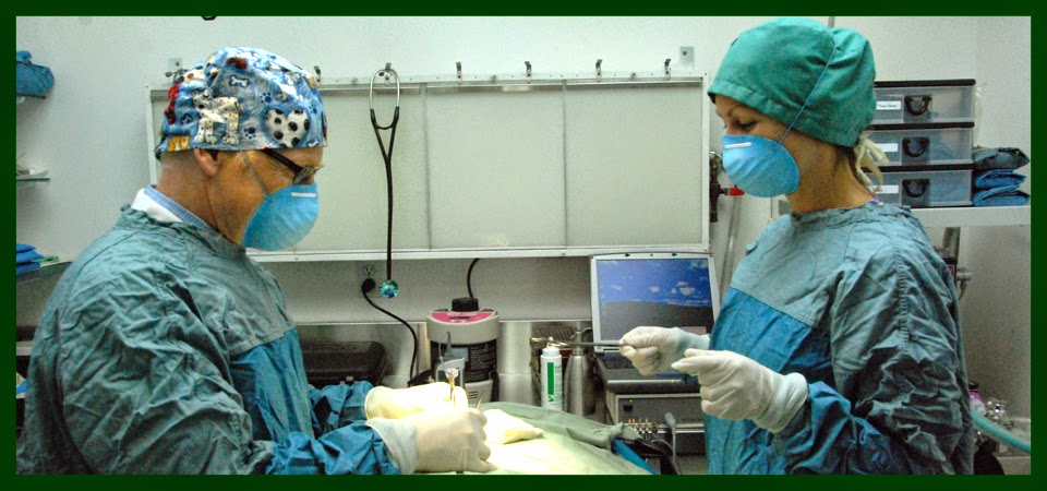 Anderson Animal Hospital | 8465 Granville St, Vancouver, BC V6P 4Z9, Canada | Phone: (604) 263-6767