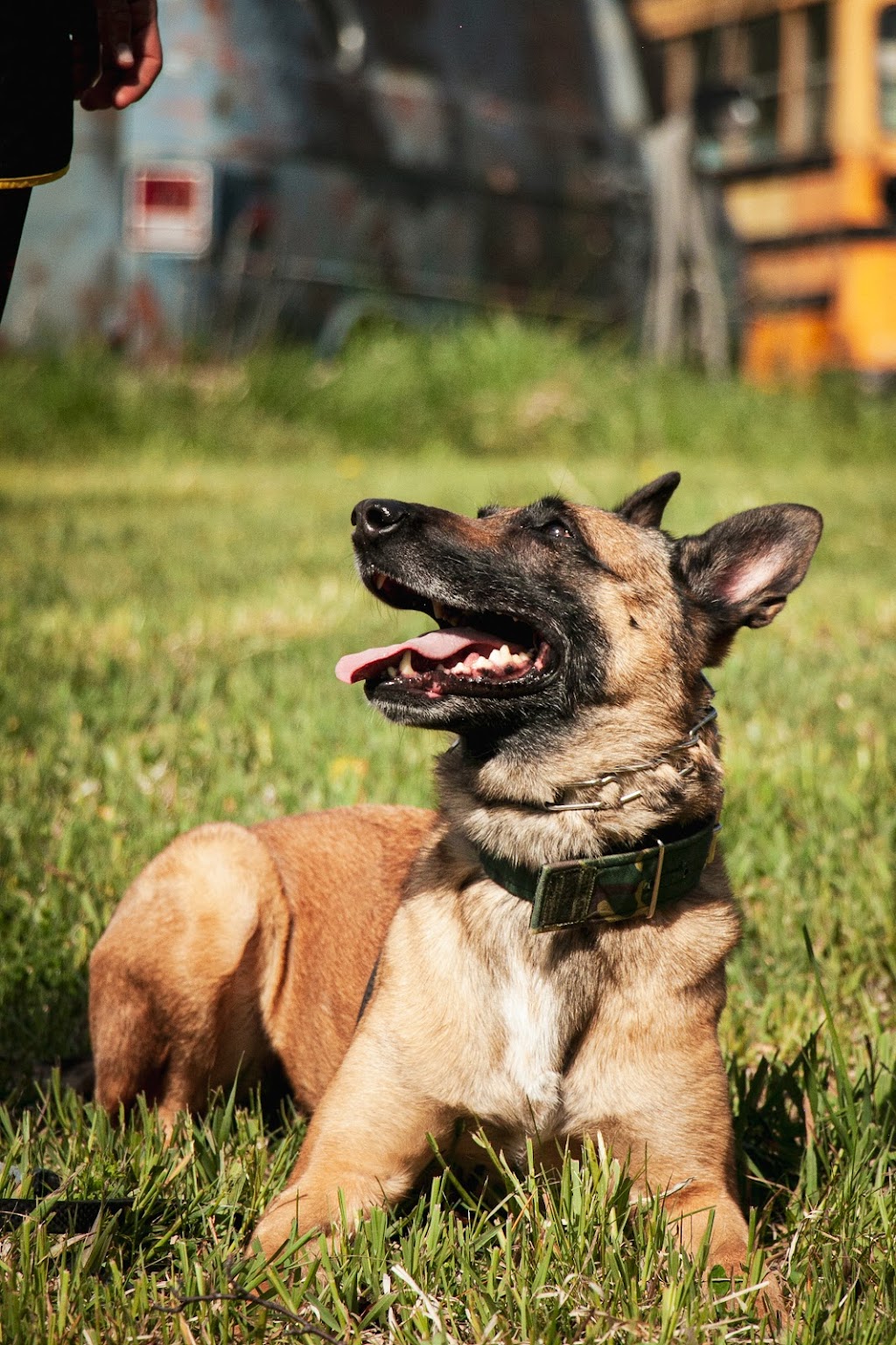 Duo Dog Training | 98 William St #208, Mississauga, ON L5M 1J5, Canada | Phone: (647) 219-5634