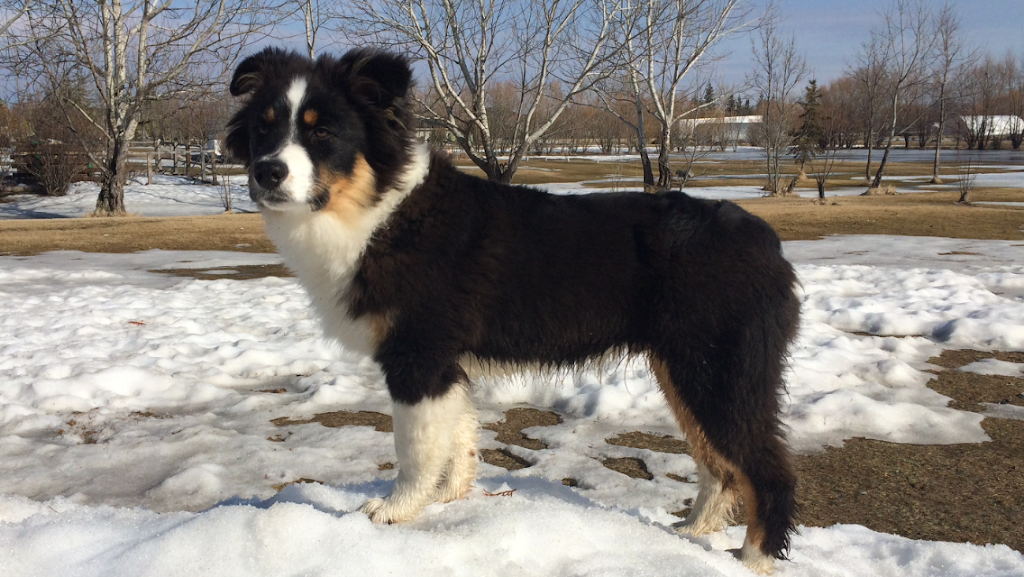 Southglen Veterinary Hospital | 730 St Annes Rd, Winnipeg, MB R2N 0A2, Canada | Phone: (204) 452-0077