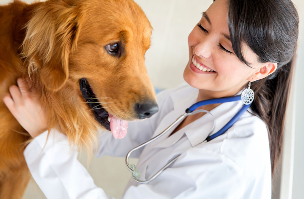 Allwest Animal Hospital | veterinary care | 2526 Yale Ct, Abbotsford, BC V2S 8G9, Canada | 6048709333 OR +1 604-870-9333