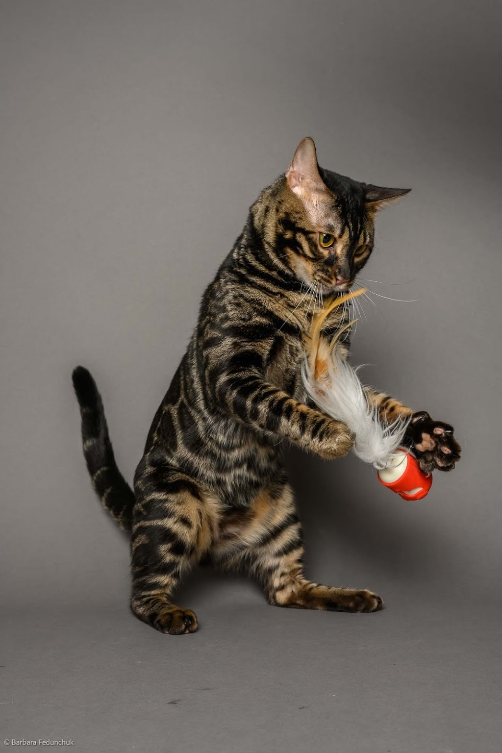 KW Bengals | Alison Ave, Cambridge, ON N1R 1N2, Canada | Phone: (519) 778-9502