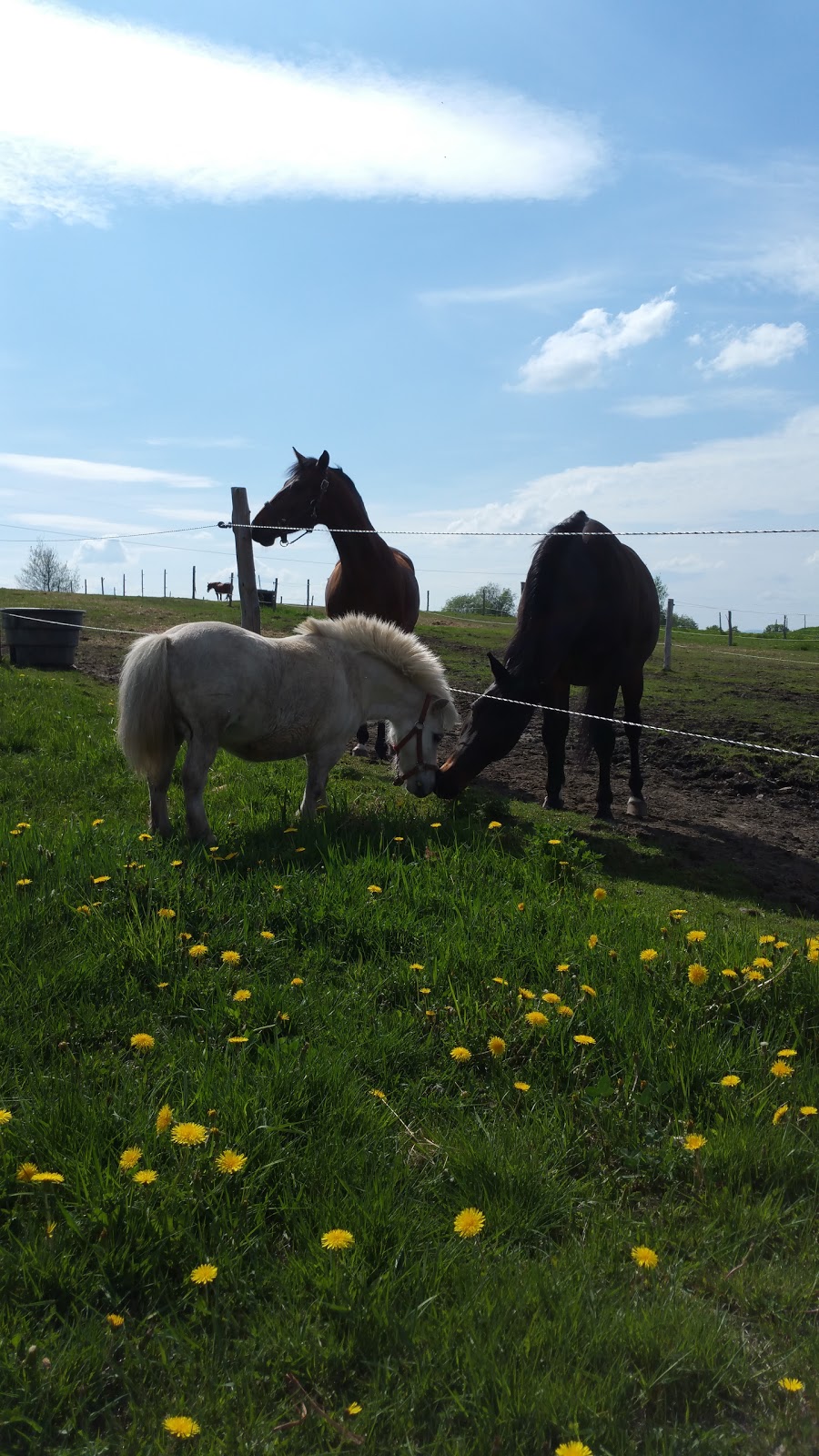 Reining Hope AEAAT LLC and Reining Hope THP LTD a 501(c)3 Non-pr | 574 Sunset Dr, Morgan, VT 05853, USA | Phone: (802) 895-9166