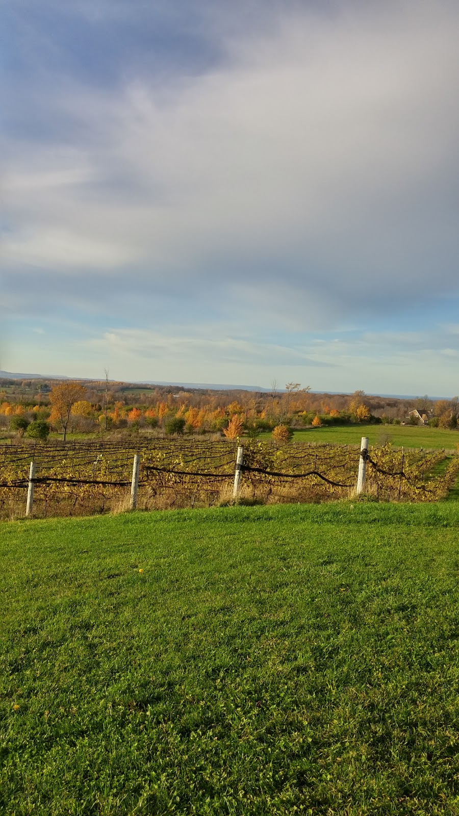 Coffin Ridge Vineyard & Winery | 599448 Concession Rd 2 N, Annan, ON N0H 1B0, Canada | Phone: (519) 371-9565