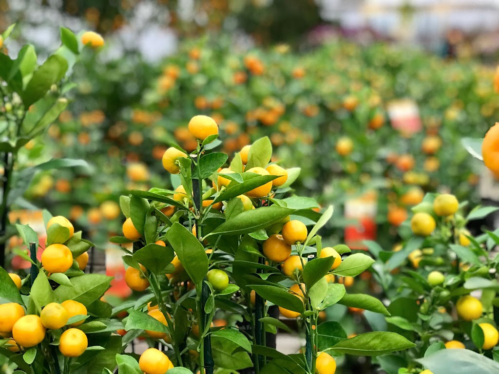 Garden In Gardens Greenhouse Ltd | 7600 No 5 Rd, Richmond, BC V6Y 2V2, Canada | Phone: (604) 233-2323