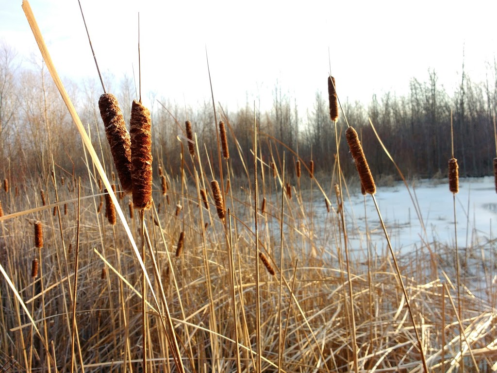 Perch Creek Habitat Area | 1838-1902 Churchill Line, Sarnia, ON N7T 7H3, Canada