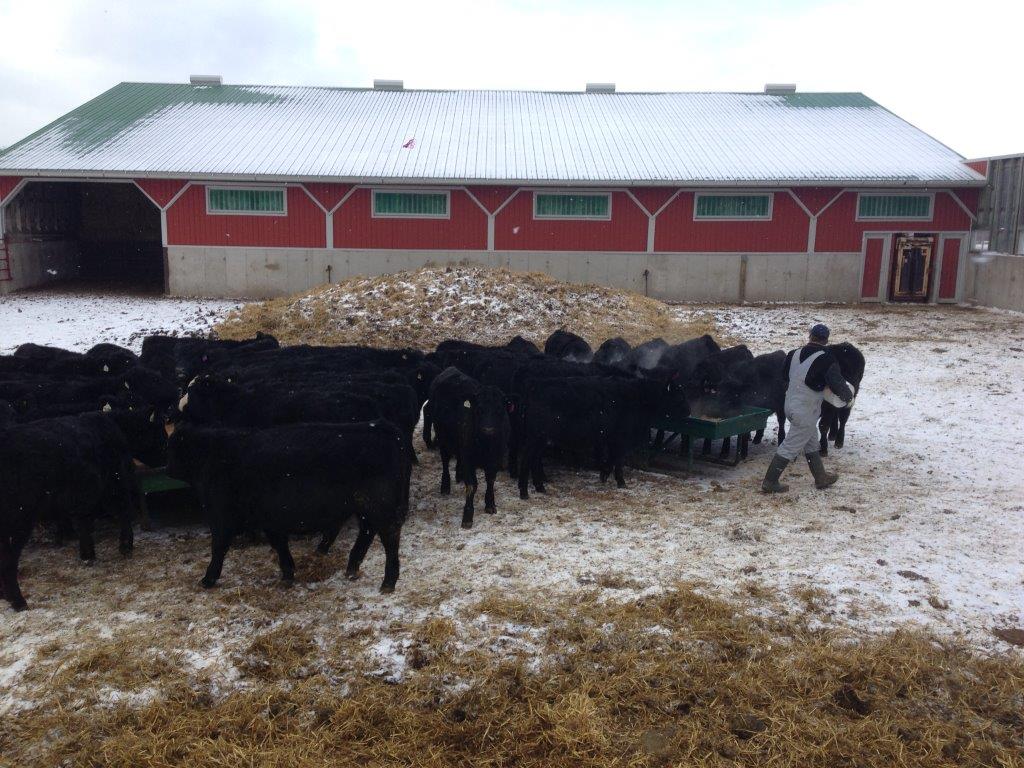 Whispering Meadows Family Farms | RR2, 056404 Concession Road 12, Desboro, ON N0H 1K0, Canada | Phone: (800) 439-3081