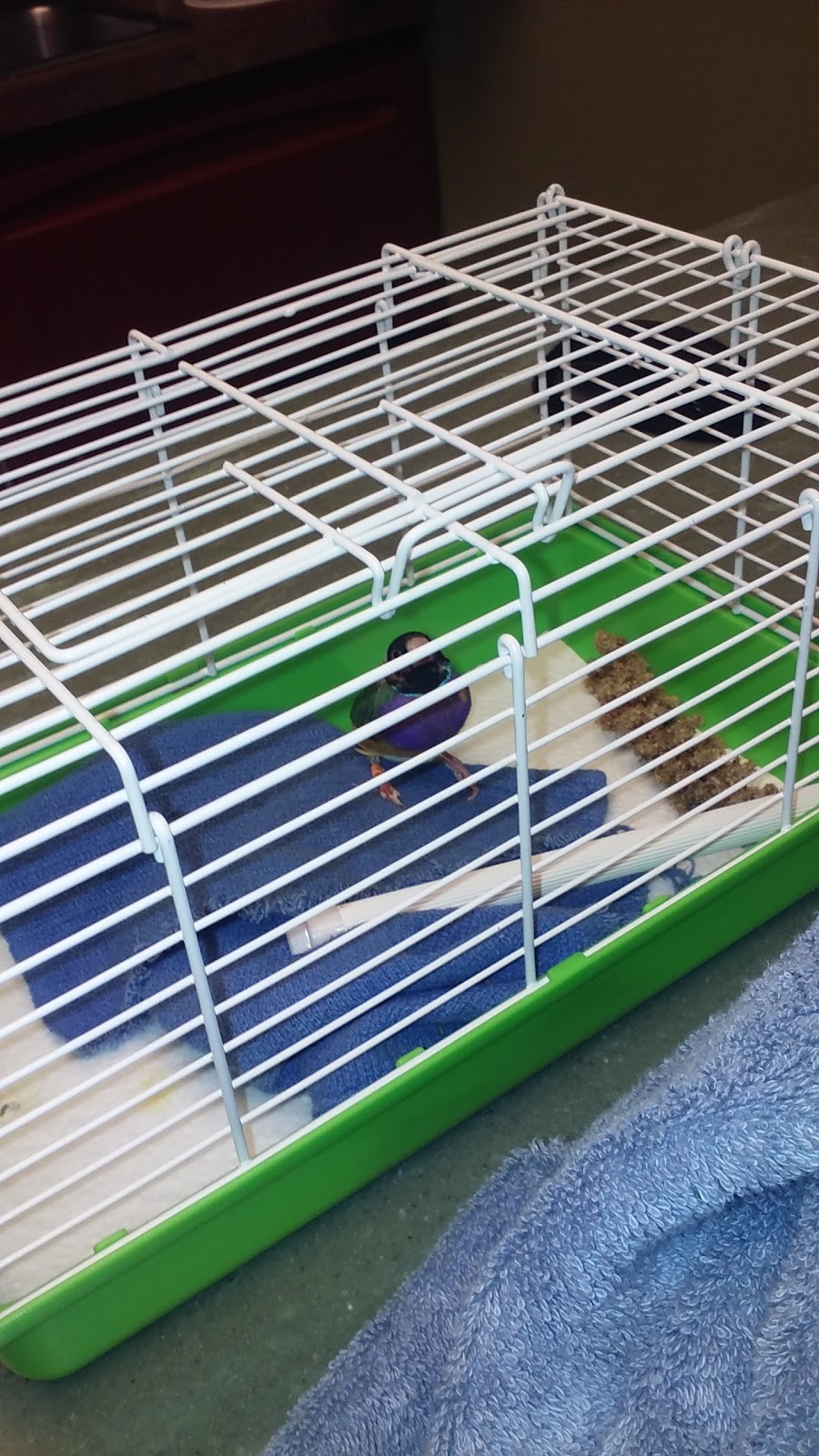 Specialized Care-Avian & Exotic Pets | 10882 Main St, Clarence, NY 14031, USA | Phone: (716) 759-0144