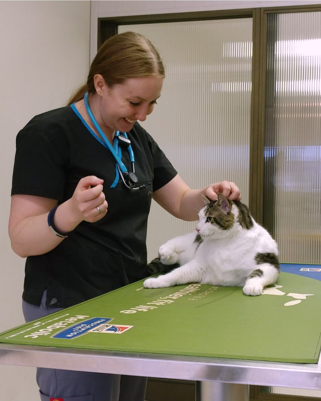The Spay Clinic | 10575 111 St NW, Edmonton, AB T5H 3E8, Canada | Phone: (780) 426-4221