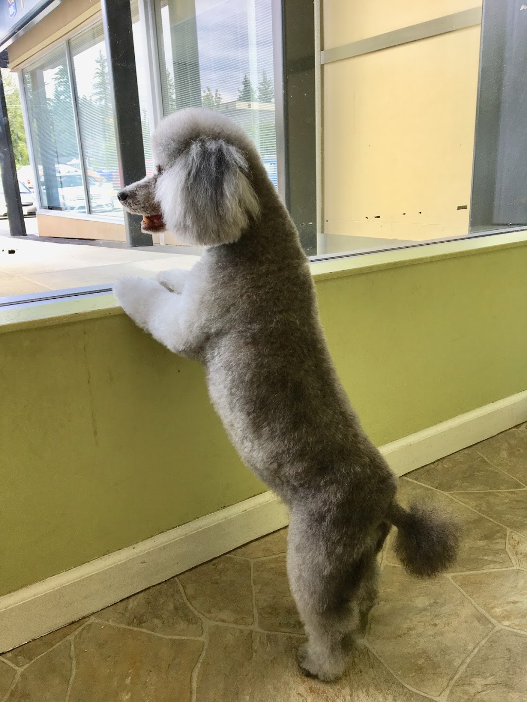 Dog Station Grooming Training & More | 160-1960 Como Lake Ave, Coquitlam, BC V3J 3R3, Canada | Phone: (604) 936-7297