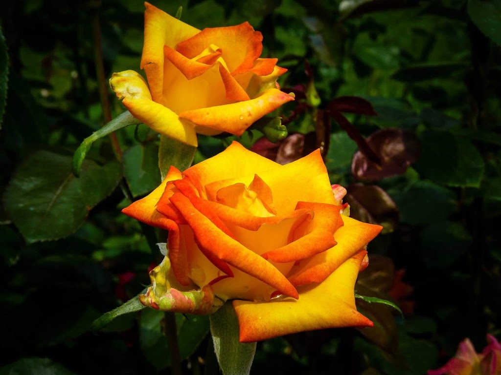 Penticton Rose Garden | 85 Riverside Dr, Naramata, BC V0H 1N0, Canada | Phone: (250) 490-2554