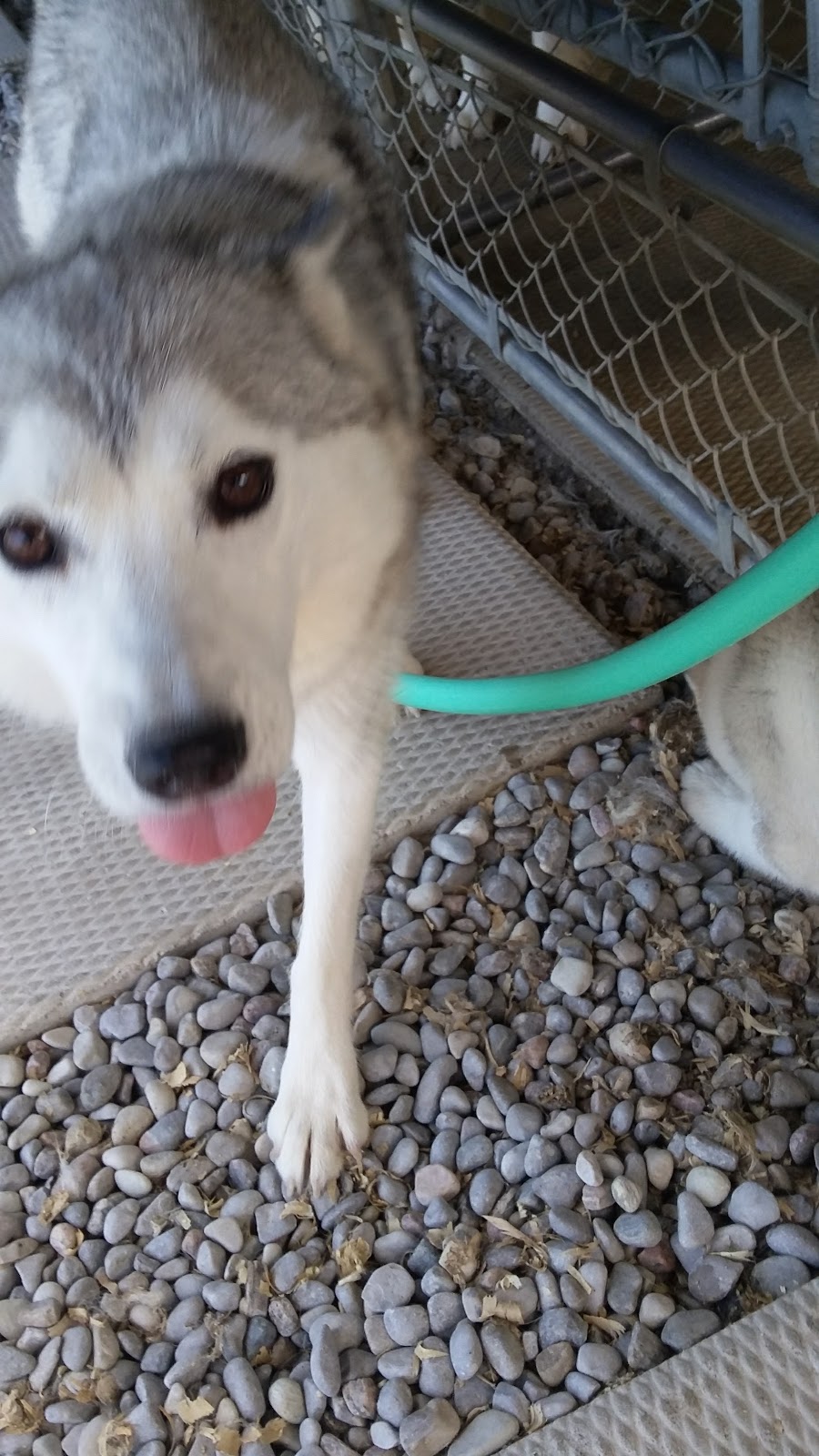 Dogs InVouge | 121 Murphy Rd, Angus, ON L0M 1B1, Canada | Phone: (705) 424-9550
