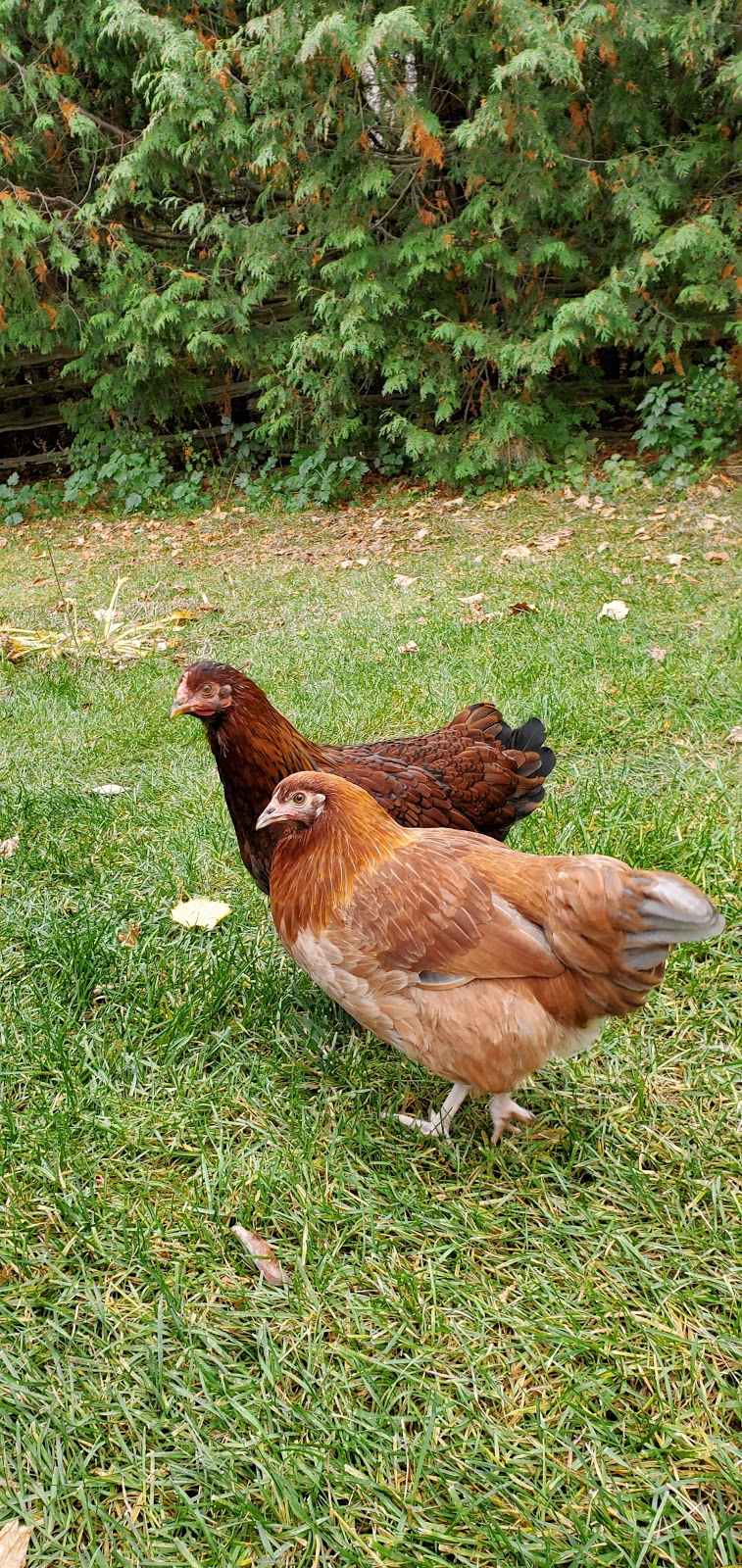 Villa Vida Loca Farm Market | 13350 ON-12, Sunderland, ON L0C 1H0, Canada | Phone: (416) 520-0249