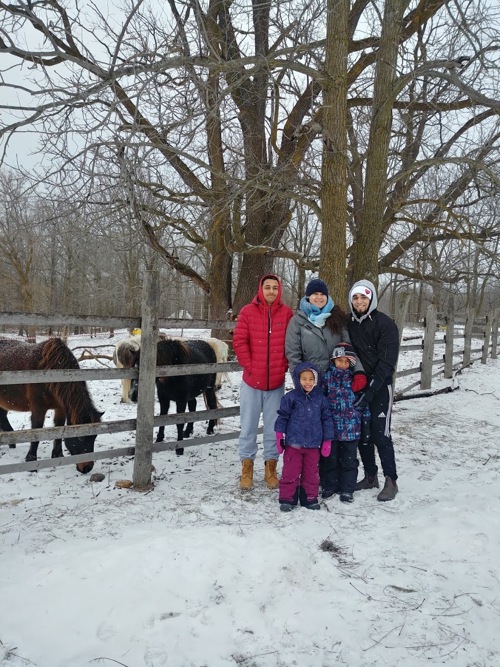 Mountain View Stables | 302 Grey County Rd 21, The Blue Mountains, ON L9Y 0L2, Canada | Phone: (705) 445-8544
