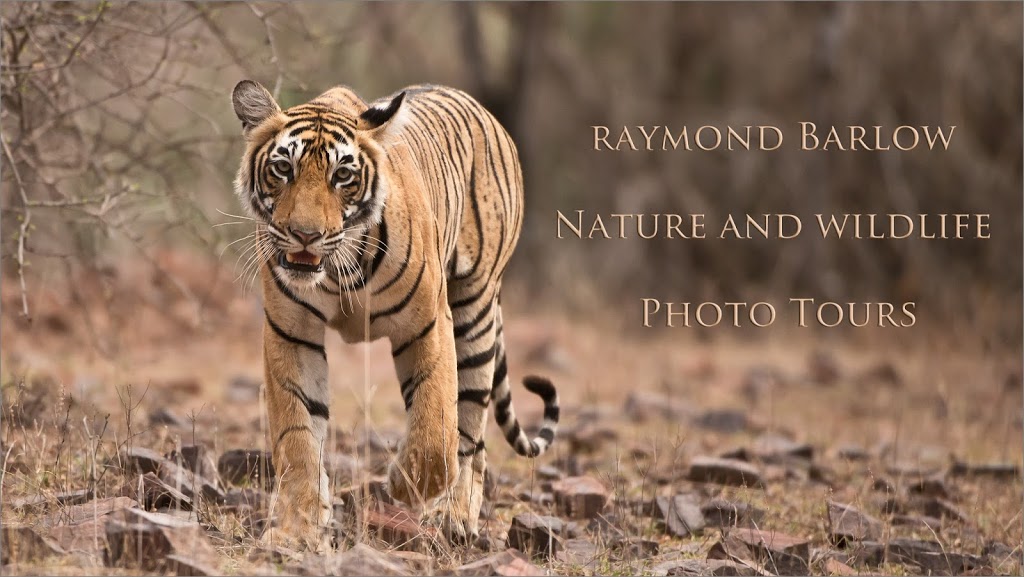 Raymond Barlow Nature Photo Tours | 242 Lakeport Rd Suite 6, St. Catharines, ON L2N 6V2, Canada | Phone: (905) 520-8853