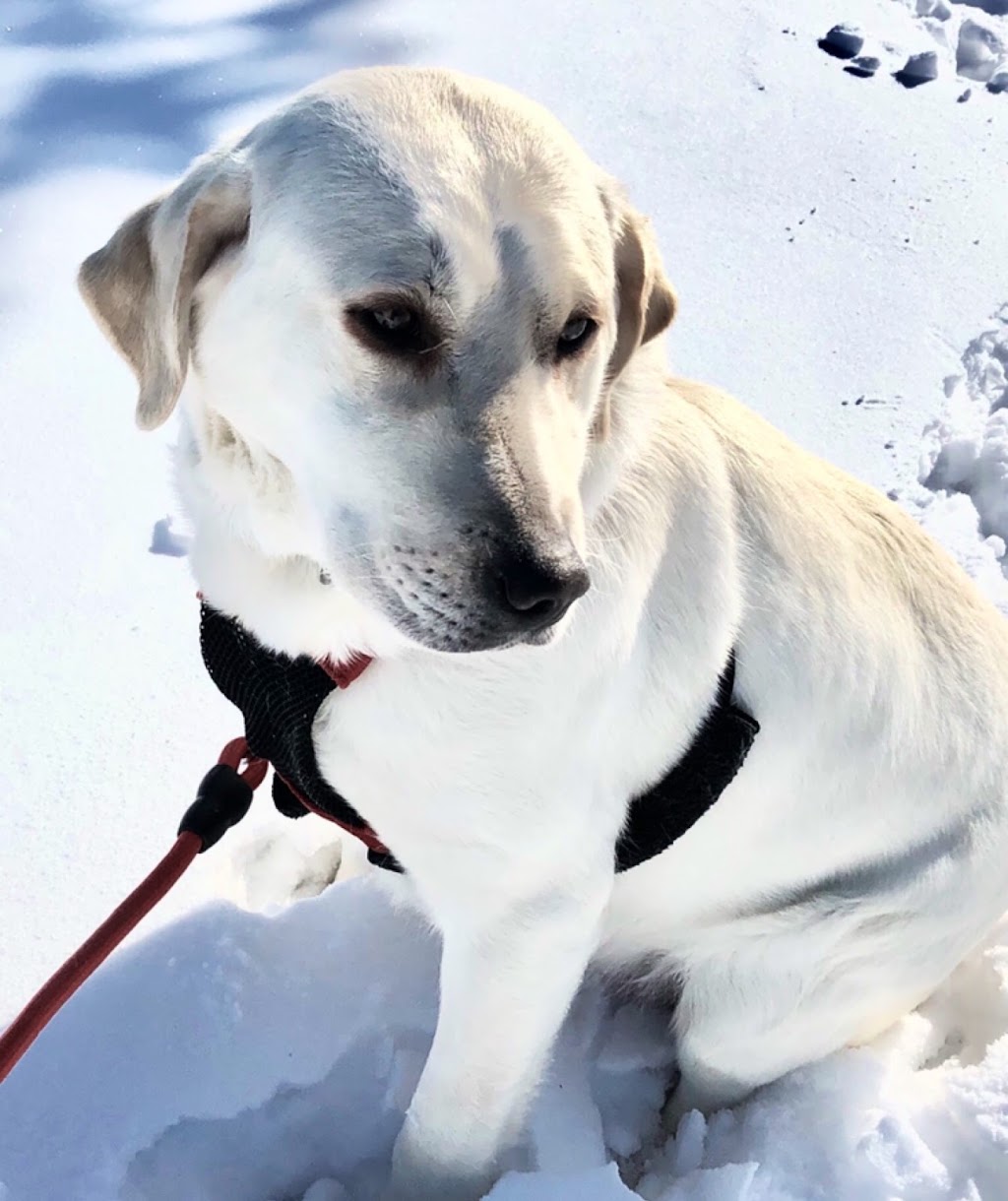 Fort MacLeod Veterinary Clinic Ltd. | 629 12 St, Fort Macleod, AB T0L 0Z0, Canada | Phone: (403) 553-4887
