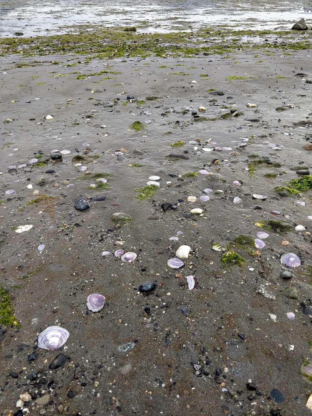 Crescent Beach Preserve | 613 Crescent Beach Dr, Eastsound, WA 98245, USA | Phone: (360) 378-4402