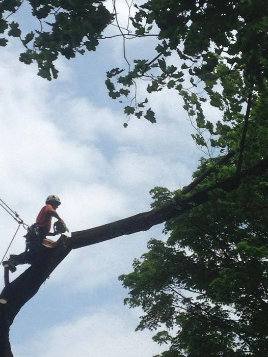 Arborcorp Tree Experts | 251 Third Line, Oakville, ON L6L 4A2, Canada | Phone: (905) 827-9103