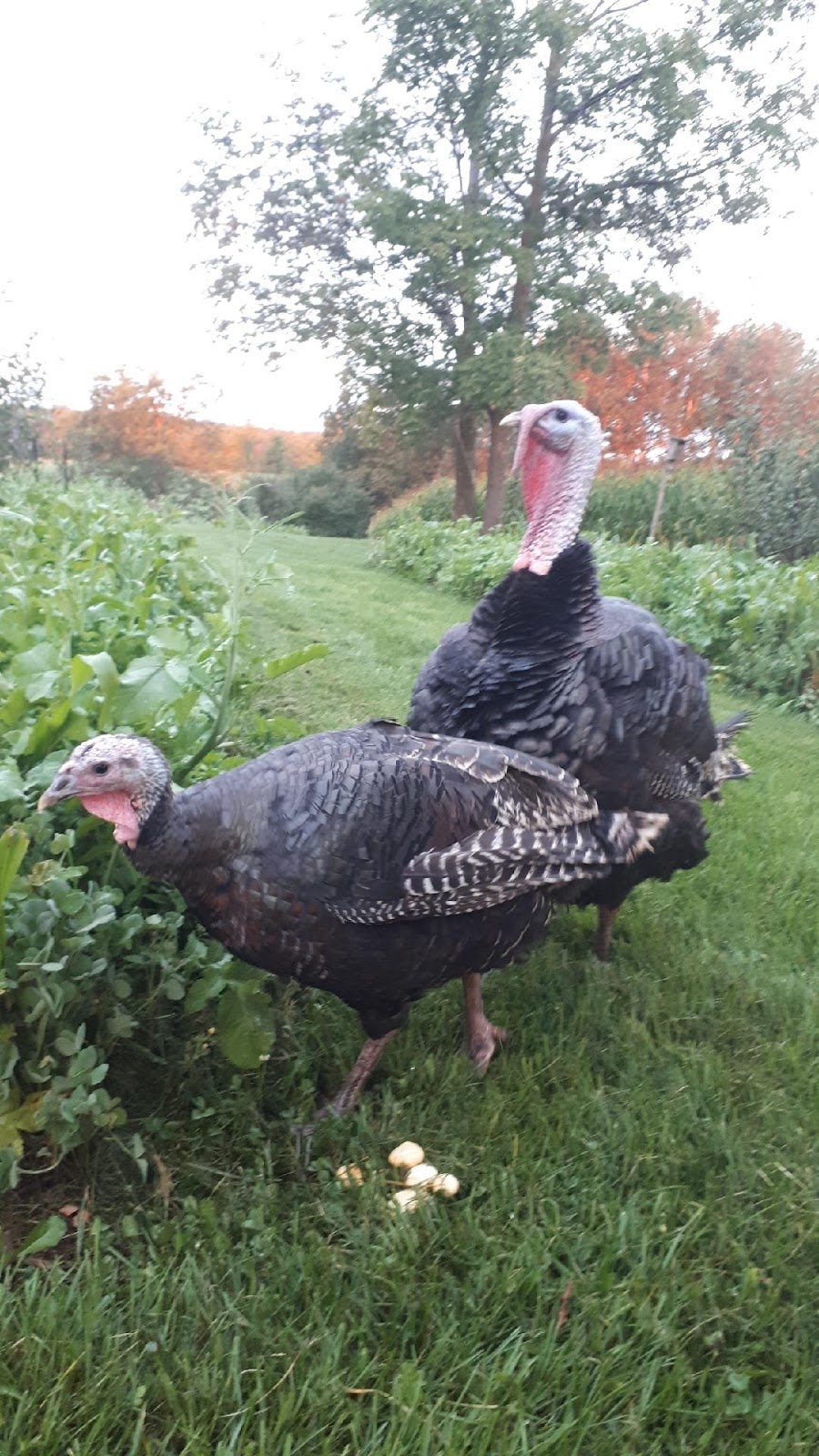 Meadow Song Acres | 8205 Line, 6, Kenilworth, ON N0G 2E0, Canada | Phone: (519) 998-8590